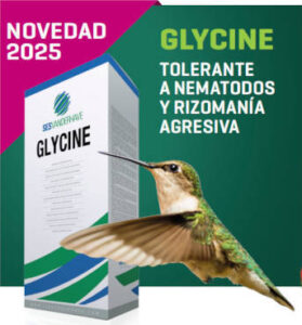 Todas las variedades de remolacha de SESVANDERHAVE vendrán tratadas con Buteo y Force para esta campaña de siembra