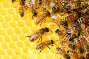 Desarrollan un suplemento alimenticio para abejas melíferas utilizando CRISPR-Cas9