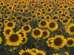 Siembra de girasol en Europa: avanza de manera desigual pero con buen estado del cultivo