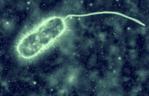 Investigadores desarrollan un método para eliminar la Listeria monocytogenes