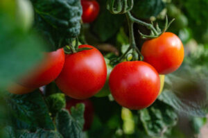 Descubren genes en tomates y berenjenas que aumentan su tamaño