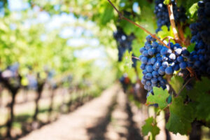 Preocupación en Ribera del Duero por el impacto de las nuevas plantaciones de viñedo
