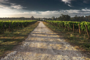 El sector vitivinícola exige medidas urgentes para abordar sus problemas estructurales