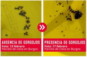 Detectada la presencia de gorgojo en colza en Burgos
