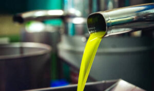 ASAJA Extremadura frena el optimismo sobre la próxima cosecha de aceituna