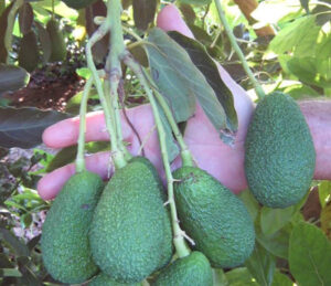 La producción de aguacate en la Comunitat Valenciana crece un 10% esta temporada