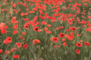 Trezac de Corteva, la mejor solución para controlar la amapola resistente en los campos de cereal