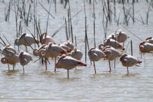 Las especies de Doñana, en peligro por la falta de agua y las invasoras
