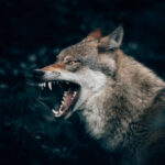 lobo