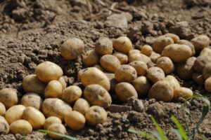 La superficie de patata de conservación en Francia crece un 10,3 % en 2025 impulsada por nuevos productores