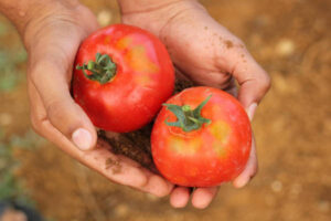 UPA-UCE denuncia precios ruinosos en los contratos del tomate en Extremadura