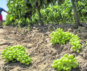 La Comunitat Valenciana excluye a sus viticultores de la ayuda a la cosecha en verde