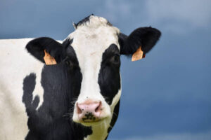 Reclaman la prorroga de los contratos de leche a partir de abril