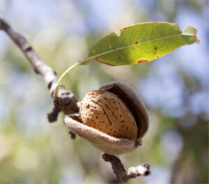 El MAPA quiere conceder una ayuda excepcional a los almendros de varias provincias afectadas por la sequia en 2024