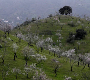 La almendra sube un 33 % en 2025 impulsado por la demanda Europea