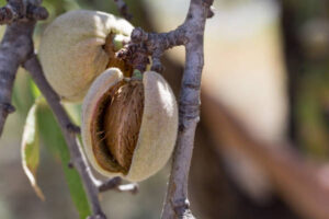 Murcia habilita ayudas de hasta 24.000 € para el arranque y replantación de almendros de secano afectados por la sequía