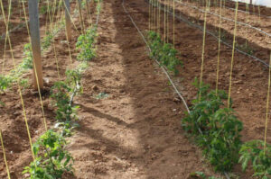 LA UNIÓ pide medidas urgentes para frenar la plaga de Tuta absoluta en el tomate valenciano