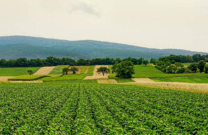Piden reforzar el papel del sector agroalimentario en la Agenda 2030