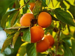 C. Valenciana invierte para proteger el cultivo del kaki