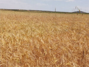 La cosecha de cereales en España apunta a la 2ª mejor campaña de la última década según Cooperativas