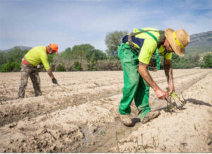 Granada arranca la campaña del espárrago verde con previsión de 35 millones de kilos