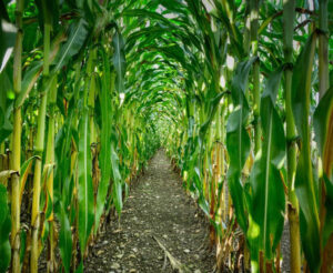 Agricultores extremeños reclaman ayudas urgentes para el maíz afectado por la virosis