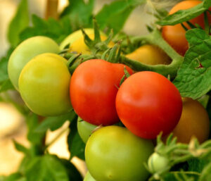 España, Francia e Italia analizan la competencia extranjera en el mercado del tomate
