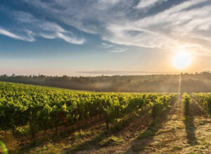 El Gobierno aprueba un real decreto para garantizar las ayudas de la PAC en vino, apicultura y frutas y hortalizas en 2028