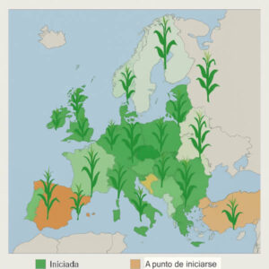 ¿Cómo están las siembras de maíz en Europa?
