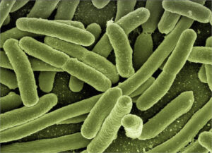 Detectan bacterias resistentes a antibióticos críticos en animales y alimentos en Europa