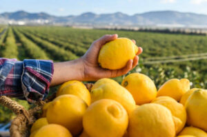 El limón Verna: exclusivo de España y del campo al lineal en 48 h