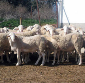Castilla-La Mancha destina 18 M€ a ayudas al bienestar animal y refuerza la defensa de la ganadería extensiva en la PAC