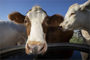 Un nuevo suplemento alimenticio podría reducir las emisiones de metano en vacas lecheras