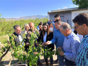 Murcia evalúa daños en frutales y viñedos tras la granizada en Mula y otras zonas del interior