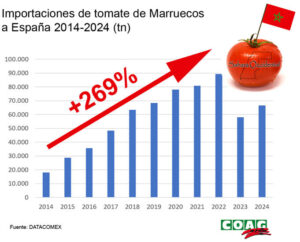 Tomates “sin origen”: el cherry del Sáhara se disfraza de marroquí en los supermercados españoles