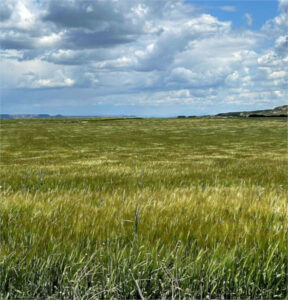 Aragón se encamina hacia una cosecha récord de cereal en 2025 con 3,45 Mt previstas