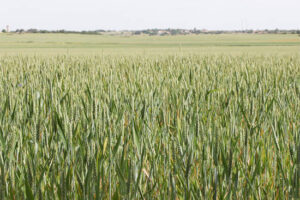 UPA plantea medidas urgentes para afrontar la crisis del cereal en España