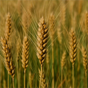 La cosecha de trigo de invierno en EE UU crecerá un 2 % en 2025, según el USDA