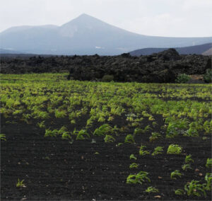 Seis nuevos sistemas se suman al patrimonio agrícola mundial de la FAO: uno en España