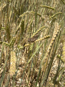 Plaga de langosta en los Monegros: piden medidas compatibles con la agricultura ecológica