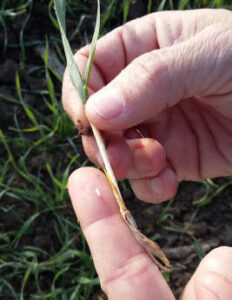 Vega del Guadaquivir: Proliferación de mosquitos por no poder labrar rastrojos y barbechos