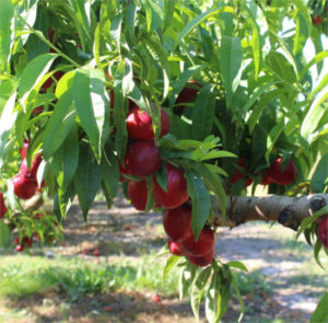 El precio de la fruta se cuadruplica del campo al supermercado