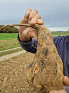 Preocupación entre los remolacheros alemanes por dos enfermedades bacterianas