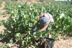 Cataluña duplicará las ayudas para alojamientos de temporeros con 1,5 M€ adicionales