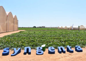 Syngenta presenta en Murcia sus últimas innovaciones en melón y sandía