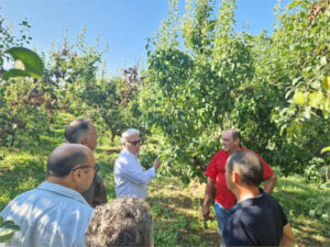 Aragón lanza ayudas específicas para frutales afectados por fuego bacteriano