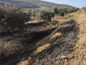 La cubierta vegetal obligatoria causa un nuevo incendio en un olivar de Córdoba, según ASAJA