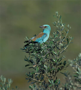 Más diversidad vegetal en olivares favorece a las aves sin perder rentabilidad