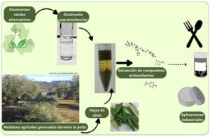 Desarrollan un método sostenible para extraer antioxidantes de las hojas de olivo