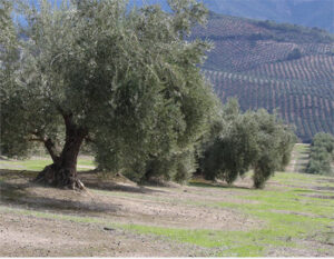 UPA estima una cosecha de aceite similar a la de 2024/25 pese a las previsiones iniciales